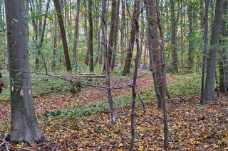 Groundwater source near Cologne